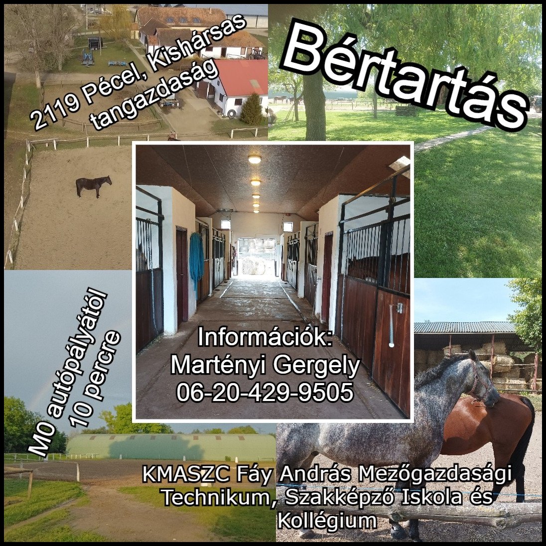 Bértartás – Kishársas tangazdaság